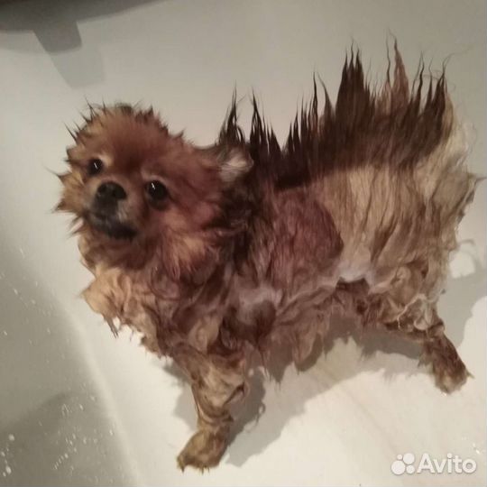 Мойка собак