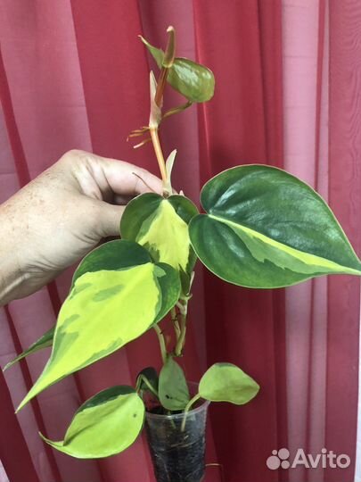 Филодендрон Бразил дарк найт