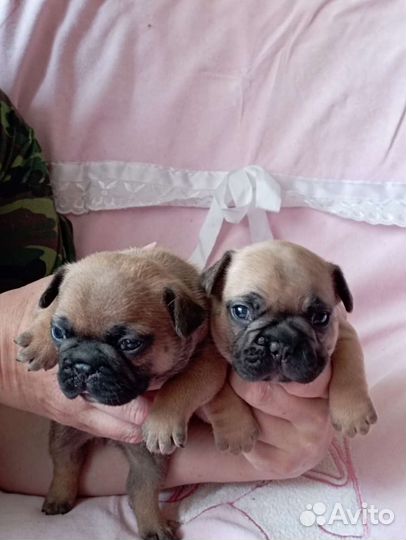 От пары чемпионов щенки