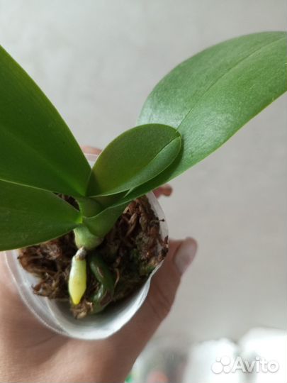 Фаленопсис мультифлора