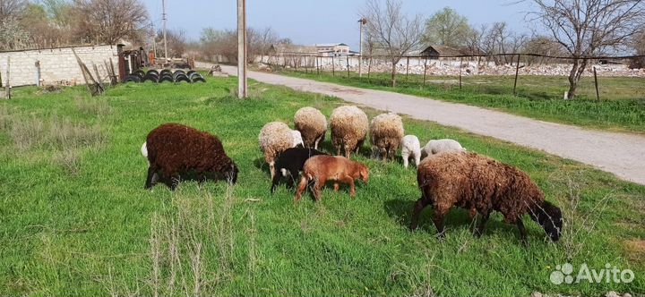 Овцы бараны ягнята