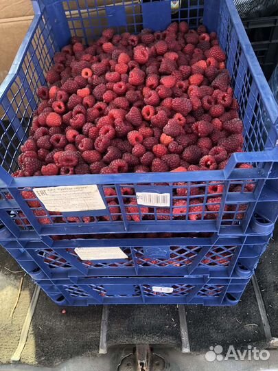 Саженцы малины Полана (Поляна)