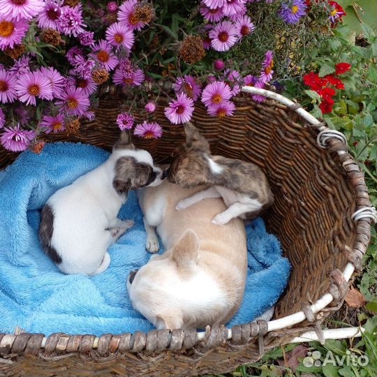 Щенки чихуахуа