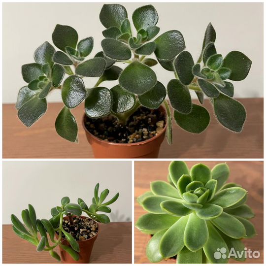 Суккуленты