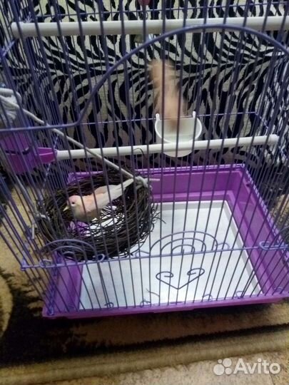 Черный тюльпан