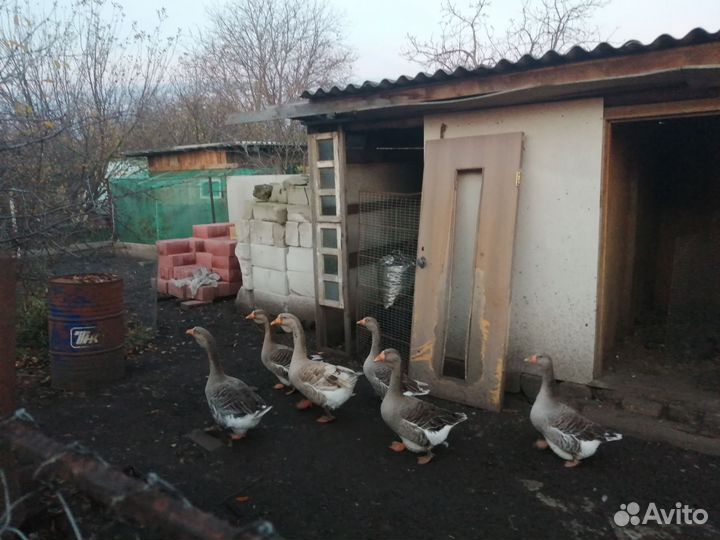 Гуси живые на племя