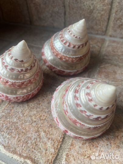 Новый набор ракушек. Индийский океан