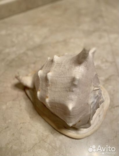 Ракушка гигантская из Китая