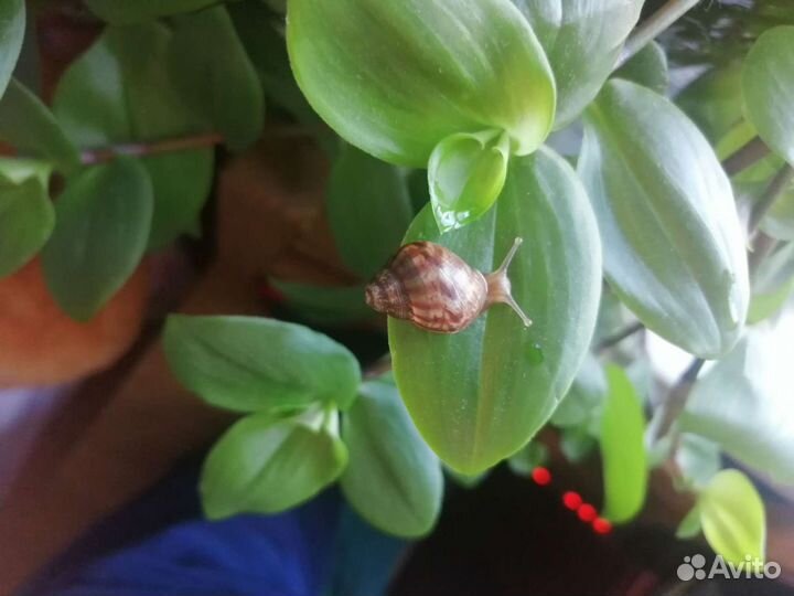 Улитки ахатины