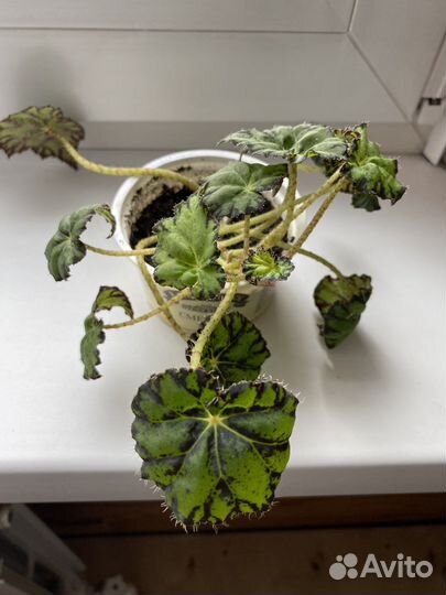 Бегония тигровая