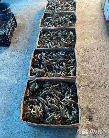 Раки опт и розницу