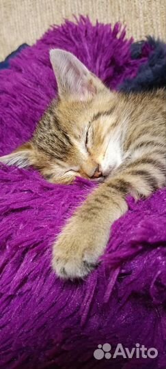 Котенок в добрые руки