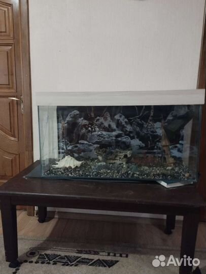 Аквариумные рыбки