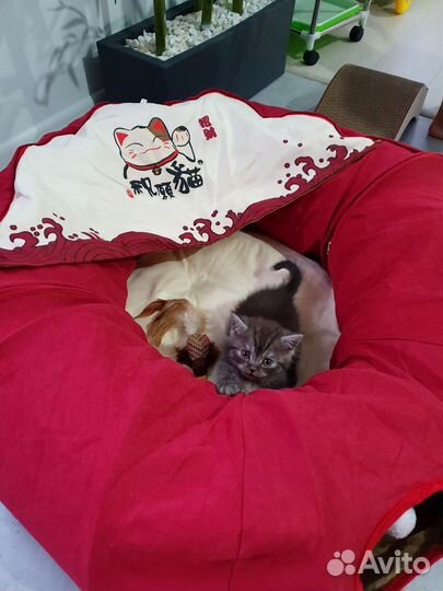 Лежанка для кота с тоннелями