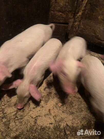 Поросята