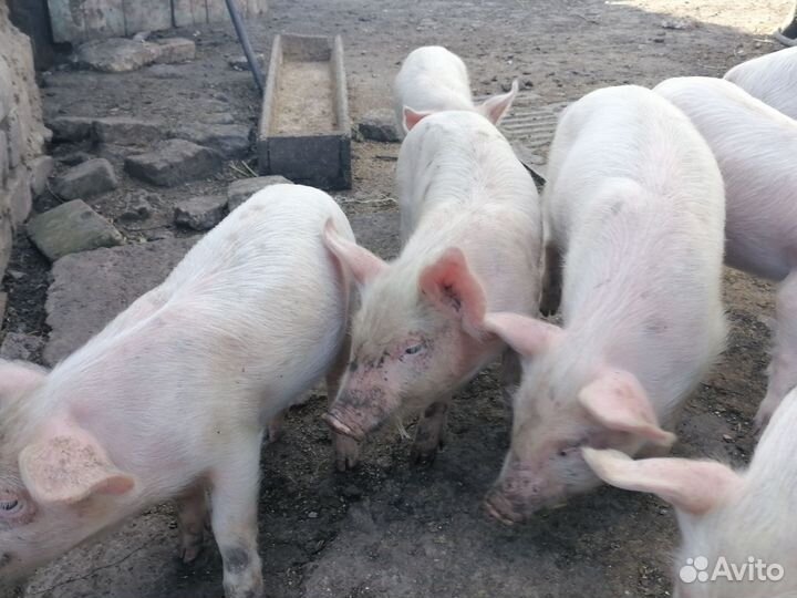 Поросята