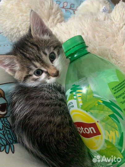 Кошка в дар