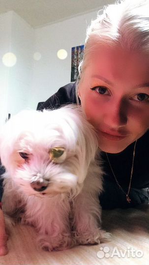 Догситтер (няня для собак)