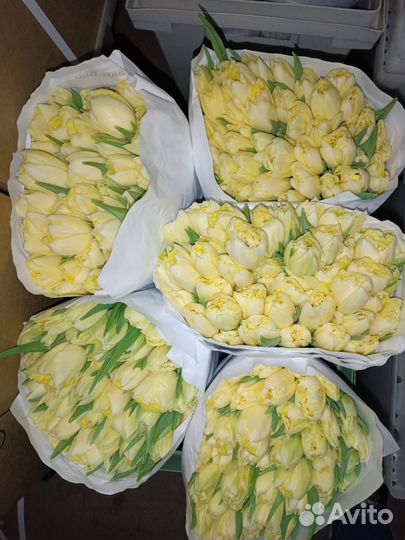 Тюльпаны к 8 марта