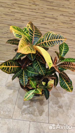 Кротоны: Петра, Голд Даст, Мамми, Экселент