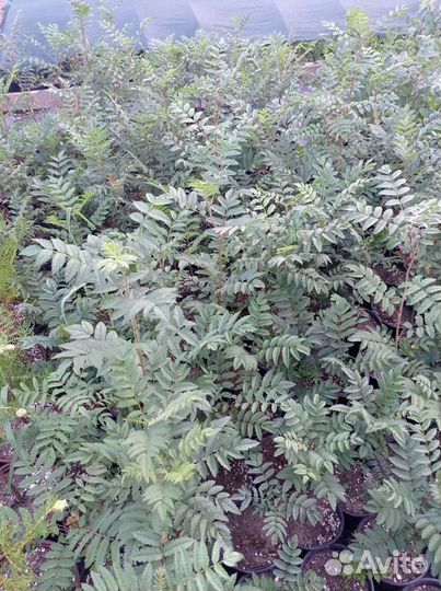 Рябина обыкновенная