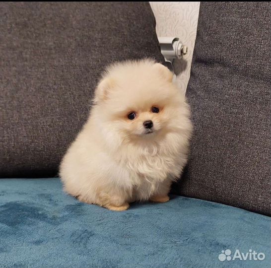 Шикарные шпицы