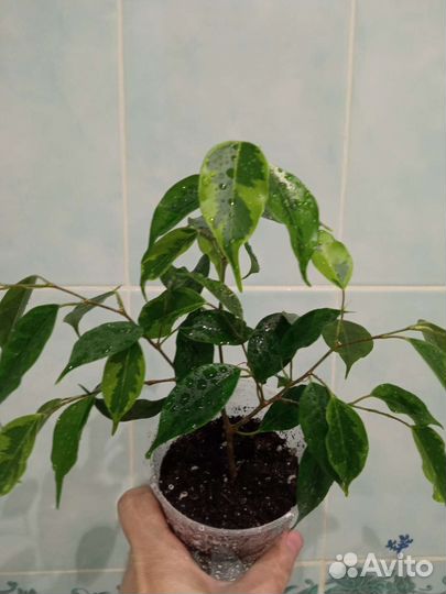 Бенджамина Реджинальд