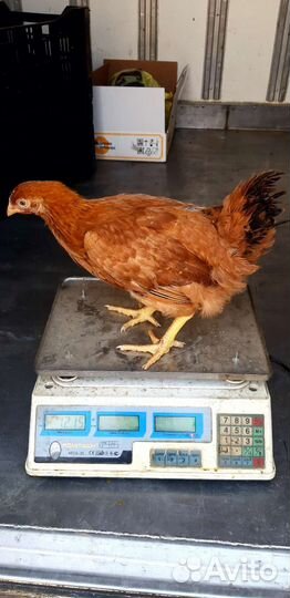 Цыплята Ред бро 1.5 месяца