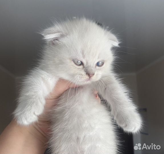 Шотлпндские котята