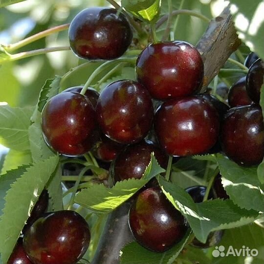 Саженца Черешни