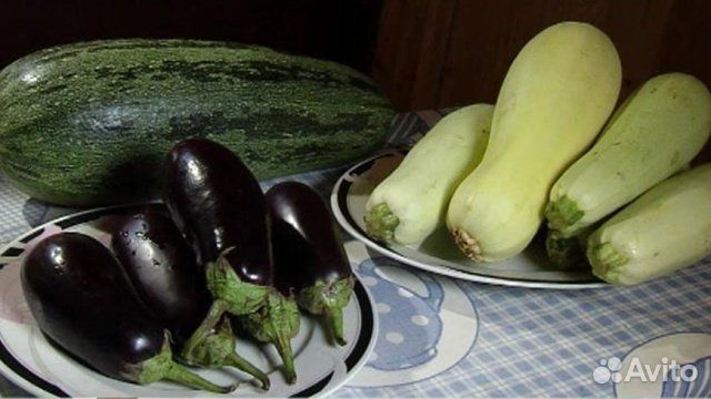 Продам кабачки и баклажаны