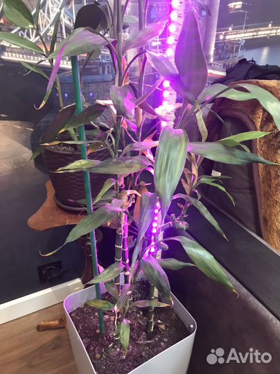 Комнатные цветы бамбук с подсветкой