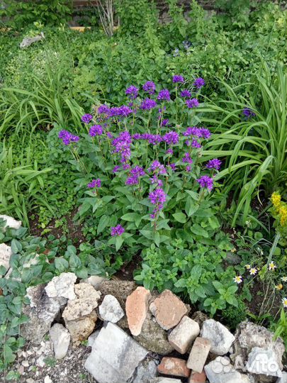 Колокольчик скученный