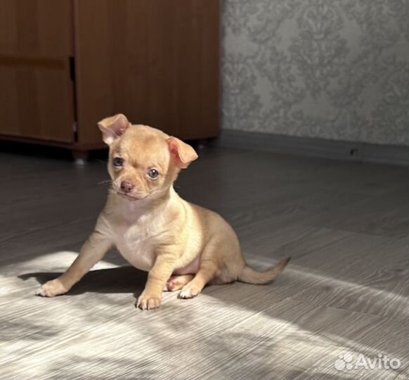 Чихуахуа мини девочка