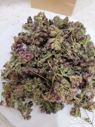 Душица обыкновенная