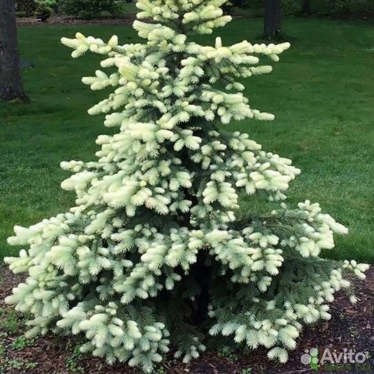 Ели редких сортов в горшках