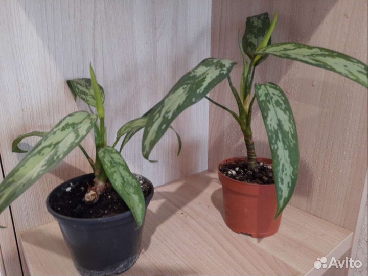 Комнатные растения