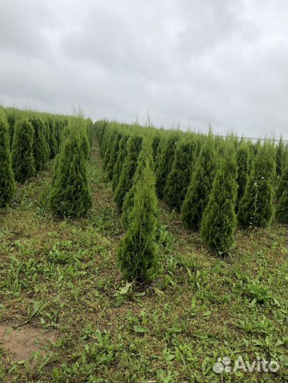 Туя Брабант 1,5 м