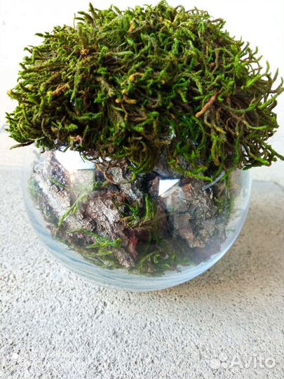 Флорариум кашпо со мхом