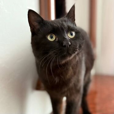 Йоркский шоколадный котёнок