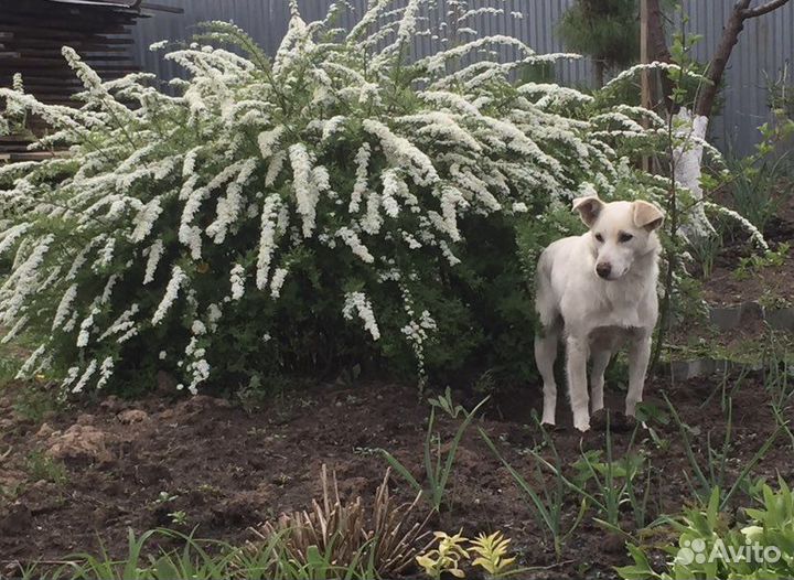 Спирея Album blum