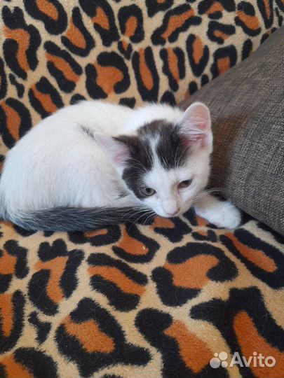 Хороший котенок Белочка в хорошие руки