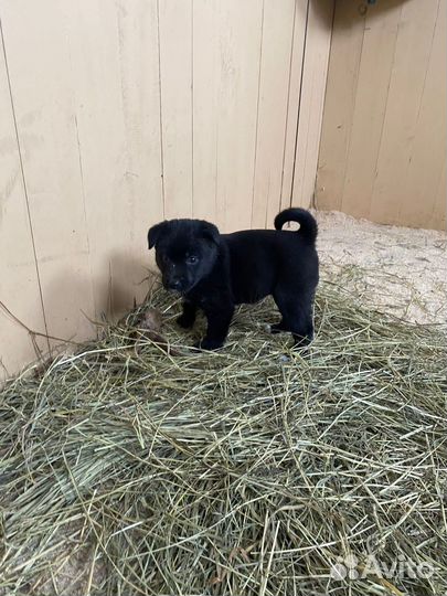 Щенки в хорошие руки