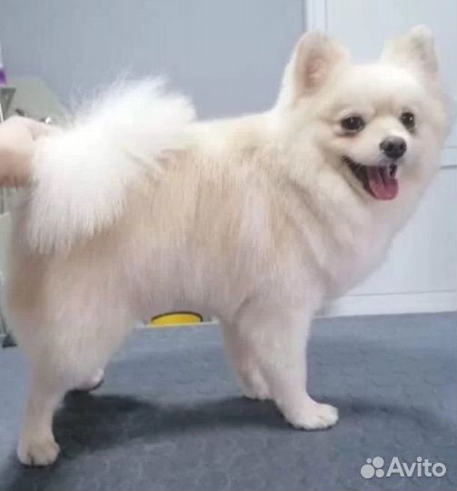 Немецкий шпиц вязка мальчик