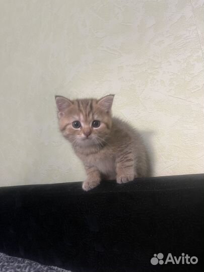 Шотландские котята