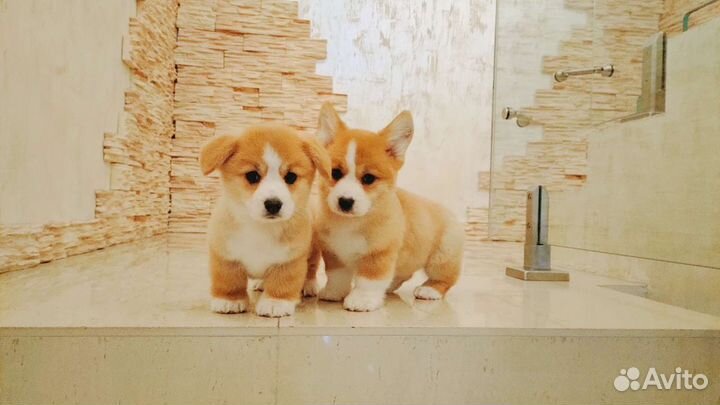 Вельш корги пемброк