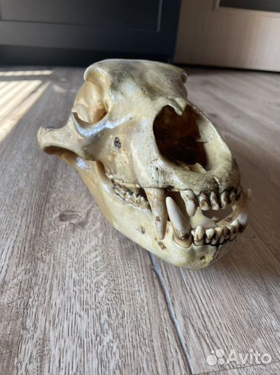 Череп медведя (имитация)