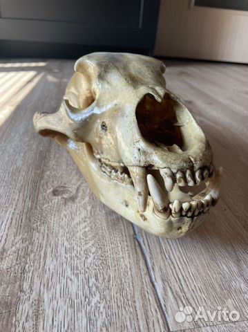 Череп медведя (имитация)