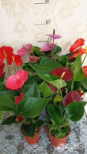 Сортовые Антуриумы