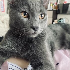 Оргия пролапсы